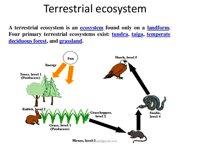 Ecosystem Jitendra