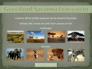 Location: Africa (similar savannas can be found in Australia).
Climate: Hot, mostly dry with short seasons of rain.
Landscape:
Animals:
Back to ecosystems
 
