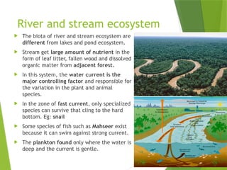 Stream Ecosystem Pic Comprehensive Overview of Ecosystems: Structure, Function, and Types | PPTX