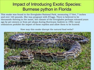 2 Inch Python Ecosystem powerpoint | PPT