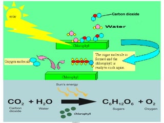 V.S.Saravana Mani, Head &
AP/ Chemistry, AEC
Salem
 