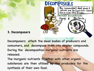 3. Decomposers
Decomposers attack the dead bodies of producers and
consumers, and decompose them into simpler compounds.
During the decomposition inorganic nutrients are
released.
The inorganic nutrients together with other organic
substances are then utilised by the producers for the
synthesis of their own food.
 