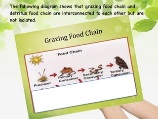 The following diagram shows that grazing food chain and
detritus food chain are interconnected to each other but are
not isolated.
 