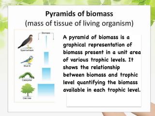 A pyramid of biomass is a
graphical representation of
biomass present in a unit area
of various trophic levels. It
shows the relationship
between biomass and trophic
level quantifying the biomass
available in each trophic level.
 