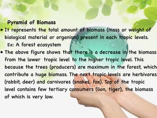 Pyramid of Biomass
• It represents the total amount of biomass (mass or weight of
biological material or organism) present in each tropic levels.
Ex: A forest ecosystem
• The above figure shows that there is a decrease in the biomass
from the lower tropic level to the higher tropic level. This
because the trees (producers) are maximum in the forest, which
contribute a huge biomass. The next tropic levels are herbivores
(rabbit, deer) and carnivores (snakes, fox). Top of the tropic
level contains few tertiary consumers (lion, tiger), the biomass
of which is very low.
 