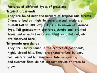 Features of different types of grassland
Tropical grasslands
They are found near the borders of tropical rain forests.
Characterised by high temperature and moderate
rainfall (40 to 100 cm). It is also known as Savanna
type. Tall grasses with scattered shrubs and stunted
trees and animals like zebras, giraffes, antelopes, etc.,
are observed here.
Temperate grasslands
They are usually found in the centres of continents,
highly sloped hills. They are characterised by very
cold winters and hot summers: Intense grazing
and summer fires, do not support shrubs or trees to
grow.
 