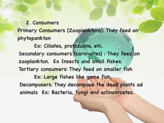 2. Consumers
Primary Consumers (Zooplanktons): They feed on
phytopankton
Ex: Ciliates, protozoans, etc.
Secondary consumers (carnivores) : They feed on
zooplankton. Ex Insects and small fishes.
Tertiary consumers: They feed on smaller fish
Ex: Large fishes like game fish.
Decomposers: They decompose the dead plants ad
animals Ex: Bacteria, fungi and aclinonrcetes.
 