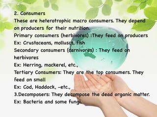2. Consumers
These are heterotrophic macro consumers. They depend
on producers for their nutrition.
Primary consumers (herbivores) :They feed on producers
Ex: Crustaceans, molluscs, fish
Secondary consumers (carnivores) : They feed on
herbivores
Ex: Herring, mackerel, etc.,
Tertiary Consumers: They are the top consumers. They
feed on small
Ex: Cod, Haddock, -etc.,
3.Decomposers: They decompose the dead organic matter.
Ex: Bacteria and some fungi.
 