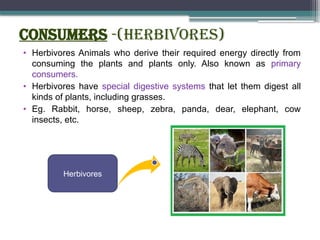 Consumers -(Herbivores)
• Herbivores Animals who derive their required energy directly from
consuming the plants and plants only. Also known as primary
consumers.
• Herbivores have special digestive systems that let them digest all
kinds of plants, including grasses.
• Eg. Rabbit, horse, sheep, zebra, panda, dear, elephant, cow
insects, etc.
Herbivores
 