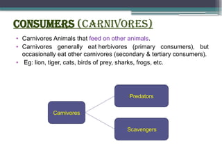 Consumers (carnivores)
• Carnivores Animals that feed on other animals.
• Carnivores generally eat herbivores (primary consumers), but
occasionally eat other carnivores (secondary & tertiary consumers).
• Eg: lion, tiger, cats, birds of prey, sharks, frogs, etc.
Carnivores
Predators
Scavengers
 
