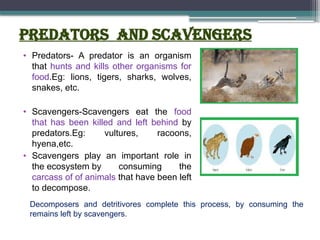 Predators and Scavengers
• Predators- A predator is an organism
that hunts and kills other organisms for
food.Eg: lions, tigers, sharks, wolves,
snakes, etc.
• Scavengers-Scavengers eat the food
that has been killed and left behind by
predators.Eg: vultures, racoons,
hyena,etc.
• Scavengers play an important role in
the ecosystem by consuming the
carcass of of animals that have been left
to decompose.
Decomposers and detritivores complete this process, by consuming the
remains left by scavengers.
 