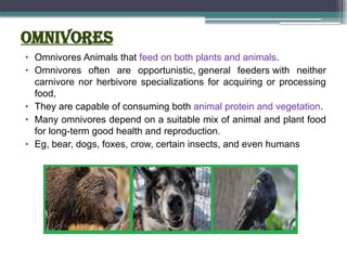 Omnivores
• Omnivores Animals that feed on both plants and animals.
• Omnivores often are opportunistic, general feeders with neither
carnivore nor herbivore specializations for acquiring or processing
food,
• They are capable of consuming both animal protein and vegetation.
• Many omnivores depend on a suitable mix of animal and plant food
for long-term good health and reproduction.
• Eg, bear, dogs, foxes, crow, certain insects, and even humans
 