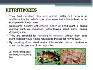 Detritivores
• They feed on dead plant and animal matter, but perform an
additional function which is to return essential nutrients back to the
ecosystem in the process.
• Detritivores actually eat organic matter of dead plant & animal
material such as carcasses, fallen leaves, dead plants, animal
droppings. etc.
• They are essential for recycling of nutrients, without them dead
plant material would not be returned to the soil for new growth.
• By breaking down dead matter into smaller pieces, detritivores
speed up the process of decomposition.
Eg: worms,millipedes,
sea stars, crabs, dung
flies.
 