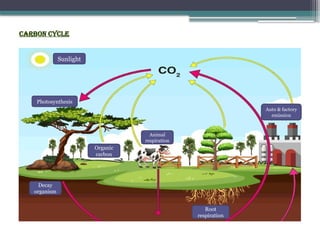 Carbon cycle
Sunlight
Organic
carbon
Animal
respiration
Decay
organism
Root
respiration
Photosynthesis
Auto & factory
emission
 