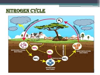 Nitrogen Cycle
 
