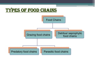 Types of food chains
Food Chains
Grazing food chains
Predatory food chains Parasitic food chains
Detritus/ saprophytic
food chains
 