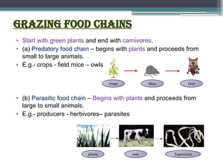 Grazing food chains
• Start with green plants and end with carnivores.
• (a) Predatory food chain – begins with plants and proceeds from
small to large animals.
• E.g.- crops - field mice – owls
• (b) Parasitic food chain – Begins with plants and proceeds from
large to small animals.
• E.g.- producers - herbivores– parasites
plants cow Tapeworm
crops Mice Owl
 
