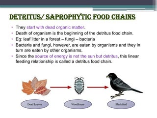 Detritus/ saprophytic food chains
• They start with dead organic matter.
• Death of organism is the beginning of the detritus food chain.
• Eg: leaf litter in a forest – fungi – bacteria
• Bacteria and fungi, however, are eaten by organisms and they in
turn are eaten by other organisms.
• Since the source of energy is not the sun but detritus, this linear
feeding relationship is called a detritus food chain.
Dead Leaves Woodlouse Blackbird
 