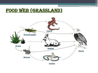 Food Web (grassland)
 