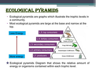 Ecological pyramids
• Ecological pyramids are graphs which illustrate the trophic levels in
a community.
• Most ecological pyramids are large at the base and narrow at the
top.
L1: producers
L 2: primary consumers
L 3: secondary consumers
L 4: tertiary consumers
L 5: top consumers
More energy
Less Energy
Ecological pyramids Diagram that shows the relative amount of
energy or organisms contained within each trophic level.
 