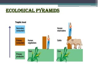 Ecological pyramids
 