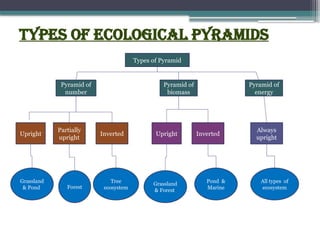 Types of Ecological pyramids
Types of Pyramid
Pyramid of
number
Pyramid of
biomass
Pyramid of
energy
Upright
Partially
upright
Inverted Upright Inverted
Always
upright
Grassland
& Pond Forest
Tree
ecosystem
Grassland
& Forest
Pond &
Marine
All types of
ecosystem
 