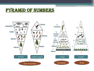 Pyramid of numbers
Inverted Spindle-shapped Upright Upright
Tree ecosystem Grassland Pond
 