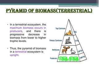 Pyramid of biomass(terrestrial)
• In a terrestrial ecosystem, the
maximum biomass occurs in
producers, and there is
progressive decrease in
biomass from lower to higher
trophic levels.
• Thus, the pyramid of biomass
in a terrestrial ecosystem is
upright.
 