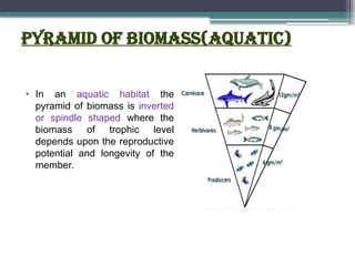 Pyramid of biomass(aquatic)
• In an aquatic habitat the
pyramid of biomass is inverted
or spindle shaped where the
biomass of trophic level
depends upon the reproductive
potential and longevity of the
member.
 