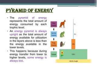 Pyramid of energy
• The pyramid of energy
represents the total amount of
energy consumed by each
trophic level.
• An energy pyramid is always
upright as the total amount of
energy available for utilization
in the layers above is less than
the energy available in the
lower levels.
• This happens because during
energy transfer from lower to
higher levels, some energy is
always lost.
 