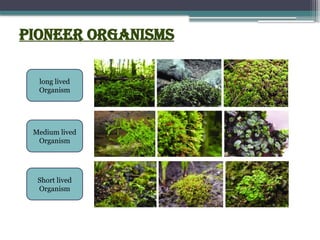 PIONEER ORGANISMS
Short lived
Organism
Medium lived
Organism
long lived
Organism
 