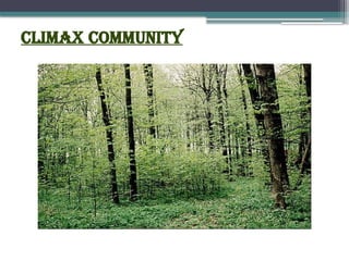 Climax Community
 