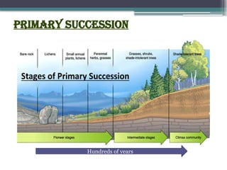 Primary Succession
Hundreds of years
 