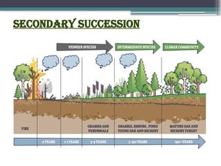 Secondary Succession
 