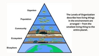 Ecosystem Presentation Ms. Marife (1).pdf