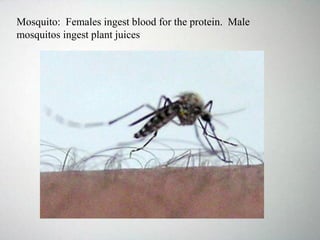 Mosquito: Females ingest blood for the protein. Male
mosquitos ingest plant juices
 