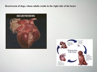 Heartworm of dogs, whose adults reside in the right side of the heart
 