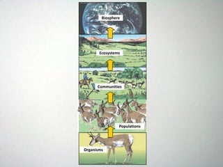 Biosphere
Ecosystems
Communities
Populations
Organisms
 