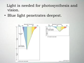 Light is needed for photosynthesis and
vision.
• Blue light penetrates deepest.
 