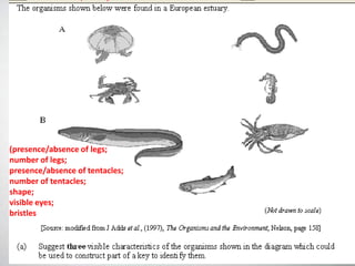 (presence/absence of legs;
number of legs;
presence/absence of tentacles;
number of tentacles;
shape;
visible eyes;
bristles
 