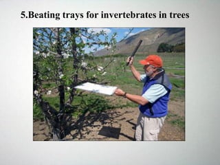 5.Beating trays for invertebrates in trees
 