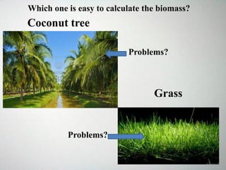 Coconut tree
Grass
Which one is easy to calculate the biomass?
Problems?
Problems?
 