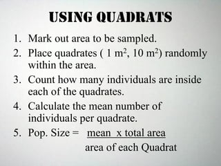 Using Quadrats
1. Mark out area to be sampled.
2. Place quadrates ( 1 m2, 10 m2) randomly
within the area.
3. Count how many individuals are inside
each of the quadrates.
4. Calculate the mean number of
individuals per quadrate.
5. Pop. Size = mean x total area
area of each Quadrat
 