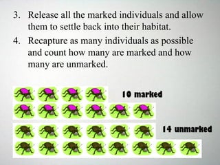 3. Release all the marked individuals and allow
them to settle back into their habitat.
4. Recapture as many individuals as possible
and count how many are marked and how
many are unmarked.
10 marked
14 unmarked
 