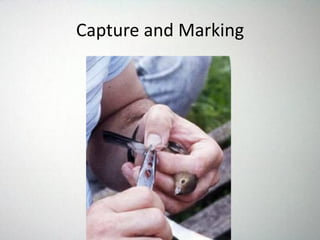 Capture and Marking
 
