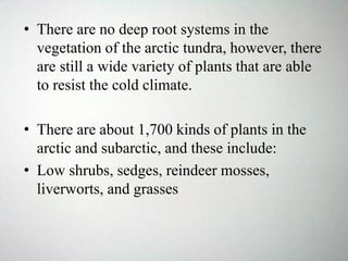 • There are no deep root systems in the
vegetation of the arctic tundra, however, there
are still a wide variety of plants that are able
to resist the cold climate.
• There are about 1,700 kinds of plants in the
arctic and subarctic, and these include:
• Low shrubs, sedges, reindeer mosses,
liverworts, and grasses
 