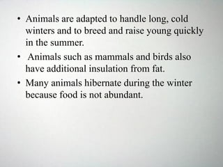 • Animals are adapted to handle long, cold
winters and to breed and raise young quickly
in the summer.
• Animals such as mammals and birds also
have additional insulation from fat.
• Many animals hibernate during the winter
because food is not abundant.
 