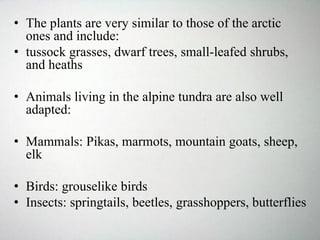 • The plants are very similar to those of the arctic
ones and include:
• tussock grasses, dwarf trees, small-leafed shrubs,
and heaths
• Animals living in the alpine tundra are also well
adapted:
• Mammals: Pikas, marmots, mountain goats, sheep,
elk
• Birds: grouselike birds
• Insects: springtails, beetles, grasshoppers, butterflies
 