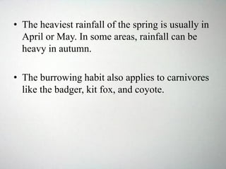 • The heaviest rainfall of the spring is usually in
April or May. In some areas, rainfall can be
heavy in autumn.
• The burrowing habit also applies to carnivores
like the badger, kit fox, and coyote.
 
