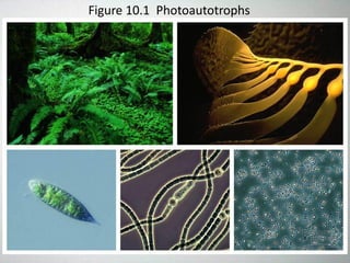 Figure 10.1 Photoautotrophs
 